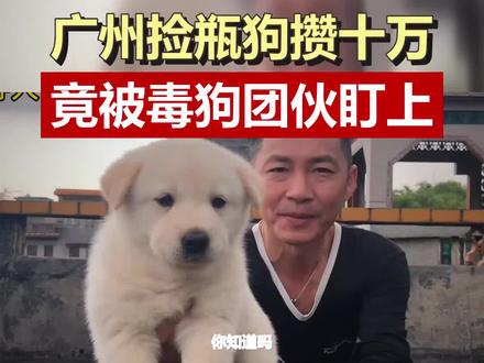 广州网红狗捡瓶攒10万,竟被毒狗团伙盯上! 靠捡瓶子走红的小狗小白,攒下十万元却被毒狗团伙密谋投毒,主人信息惨遭扒出,如今只能关在家中。证据已交警方,求严惩!#广州小白 #保护动物 #毒狗 #网红狗