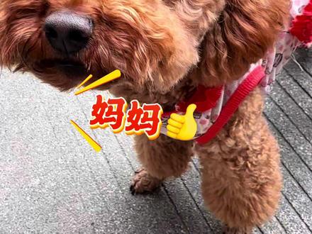 天呐,这小狗不得了,竟然还会说爱麻麻#这么可爱的小狗你喜欢吗 #狗狗这么可爱不要抛弃 #这个世界不能没有狗狗 #泰迪狗的日常 #会叫妈妈的小泰迪