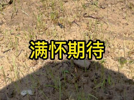 建设农场里的营地 种下小草!#我的乡村生活 #农村生活 #院子的梦想 #农场日记 #远离城市的喧嚣 #露营