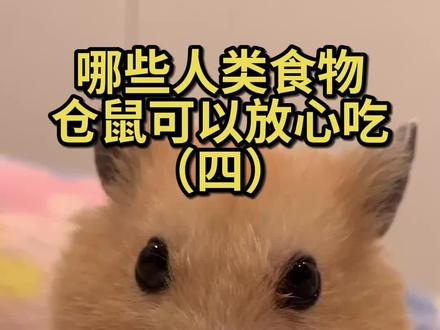 你的仓鼠都吃过哪些东西?#金丝熊 #仓鼠 #萌宠出道计划