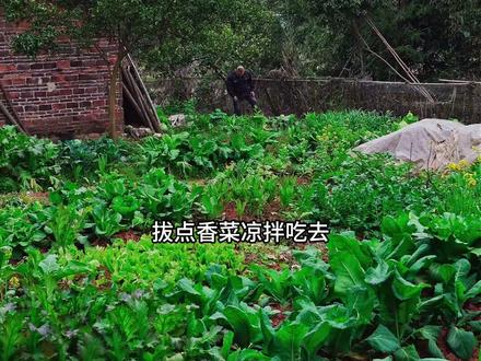 春天的油菜花田,摘一把嫩菜苔炒腊肉,凉拌一碟香葱,比年饭还暖 钻油菜花田摘最新鲜的菜,清完沟整俩家常菜,嫩苔裹着腊肉香,这才是生活该有的暖乎劲儿~#农村生活 #乡村美食 #家常饭菜 #男人做饭 #田园生活
