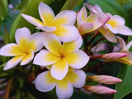 四月春风吹,塔树佛前拜,佛花鸡蛋花 #鸡蛋花 #我负责拍摄分享你负责欣赏 #随手拍 #花卉绿植