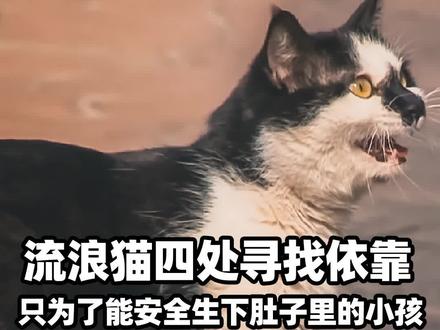 流浪猫四处寻找依靠,只为能有一个安全的地方生下孩子#善待动物 #猫