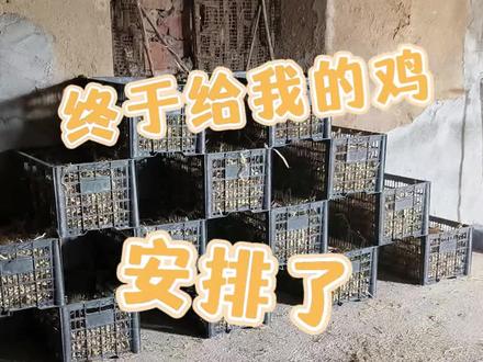 #养鸡人 有了豪华下蛋窝,就得好好干活了。