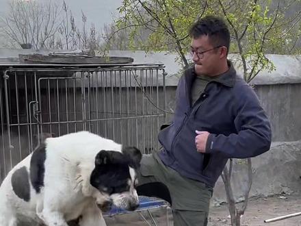 《为爱而战》 #狗狗 #明亮与狗