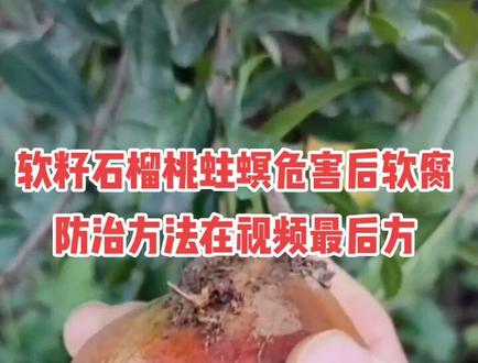 软籽石榴桃蛀螟危害后又感染了软腐病,防治方法在视频最后方#桃蛀螟 #软腐病预防 #石榴腐烂病