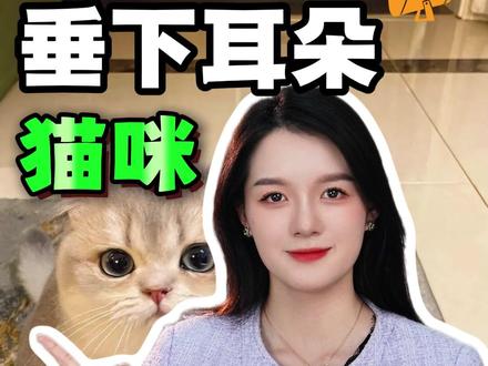 猫咪垂下耳朵,别犹豫赶紧跑! #往来电竞新体验 #往来电竞 #孩子教育