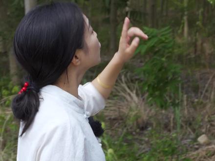 它寓意着无忧无患,全身上下皆有妙用,是老祖宗留给我们东方人的养发智慧,你捡到过无患子吗?#植物科普 #养发护发
