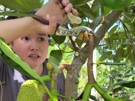 果园生活忘记了时间,却清晰的感受四季更替#记录真实生活#新农人计划2026 #乡村生活 #热爱生活 #我的抖音生活日记