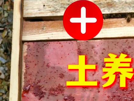养蜂人玩活框加土养模式行得通吗?#三农 #户外 #蜂蜜 #养蜂人蜂箱