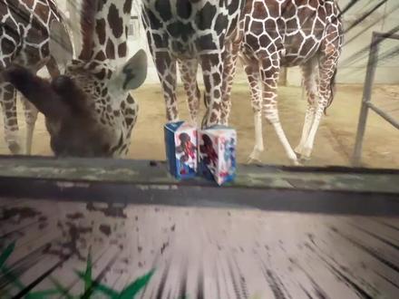 长颈鹿要我改造奥特曼积木车,一波拆头操作,吓得贝利亚当场裂开 #布鲁可积木车 #儿童玩具 #合金车模玩具 #积木车 #奥特曼玩具