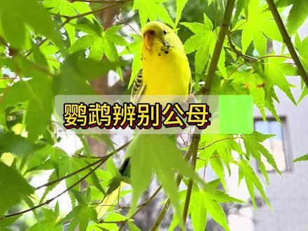 #雏鸟成长记 #鹦鹉日常 虎皮鹦鹉分辨公母
