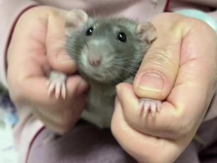 最完美的宠物
#宠物冷知识 #花枝鼠 #花枝鼠的日常 #萌宠 #inmyfeeling