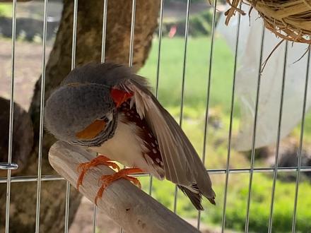 珍珠鸟叼草做窝,主人上山帮它们采芦苇