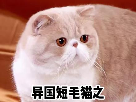 一分钟了解加菲猫有哪些优点!#猫咪 #宠物知识 #科普 @抖音小助手