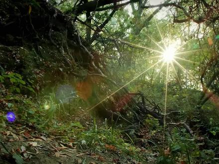 一种擅长潜伏的蜘蛛,它是如何狩猎的呢 #好奇昆虫 #蜘蛛 #微观世界