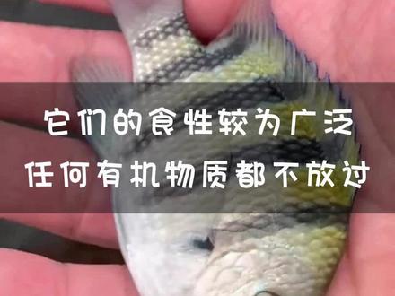 石腊仔(雀鲷)虽然体型不大,但是肉质细嫩且富含脂肪,鳍边肉更有一种特殊的香味。只是体型太小,没有太大的垂钓价值。#雀鲷 #五带豆娘鱼 #六带豆娘鱼 #豆娘鱼