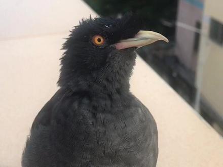 野外飞来一只会说人话的八哥开心极了😂