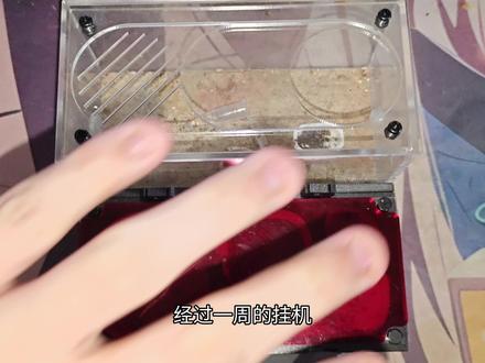 一孕傻三年,SP17牛蚁现状!!!#爬宠 #蚂蚁 #牛头犬蚁 #异宠 #猛蚁