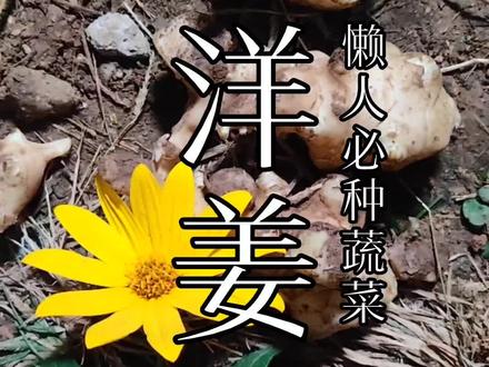 洋姜,又名菊芋,鬼子姜。是耐寒、耐旱、耐瘠薄土壤、无病虫害的多年生草本植物。#抖音乡村生活家 #来抖音学农技 #乡村英才计划 #新农人计划2022