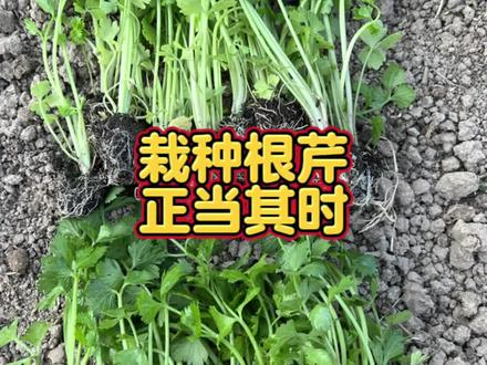 栽种根芹,正当其时#芹菜#根芹#根芹苗