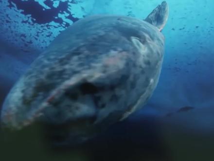 01地球上寿命最长的5种动物,轻轻松松活个上千年! #长 寿 #动物世界 #科普