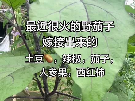 最近很火的野茄子嫁接土豆、番茄、西红柿、人参果、辣椒,一树五品,人称多宝树,你也想拥有一颗吗#茄子种植分享 #嫁接技术分享 #野茄子 #野茄子嫁接茄子 #托鲁巴姆砧木