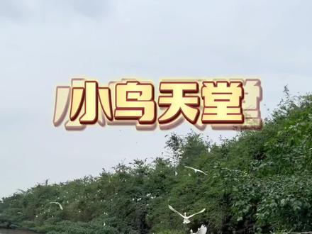 《小鸟天堂》是五年级上册的一篇课文,这个地方还真有,就在广州江门,大儿子一直想去,假期第一天走起。#五一假期 #跟着课本游中国 #感受大自然