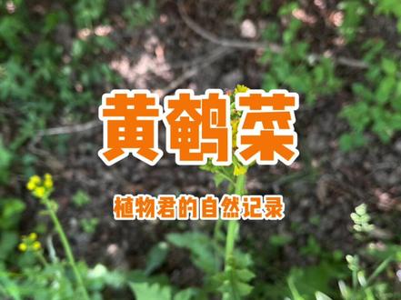 #一点植物学 #星河知识计划 黄鹌菜,这个也不是蒲公英。问题来了,叫菜就能吃吗?
