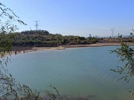 山西闻喜时隔多年出现大群天鹅,原来这里就是诗经里的天鹅城 #人与自然和谐共处 #山西 #运城 #闻喜 #天鹅