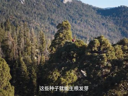 植物界的老寿星,能活3000多年,每天吸收水分8000斤 #杉树 #杉树林 #寿星 #行走山水间 #治愈系风景