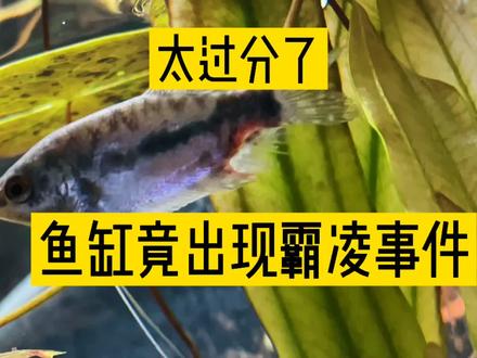 太过分了!鱼缸竟出现霸凌事件