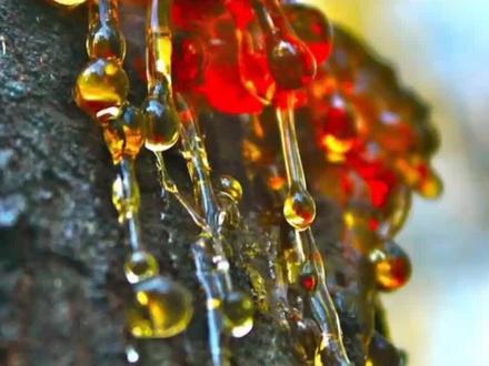 你知道琥珀是怎么形成的吗?#冷知识#科普#琥珀#萌知计划 @抖音青少年