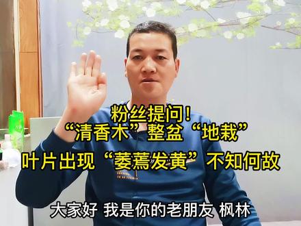 粉丝提问!“清香木”整盆“地栽”叶片出现“萎蔫发黄”不知何故