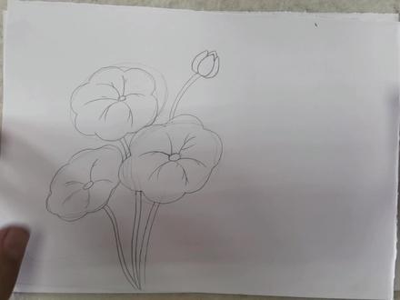 简笔画—植物