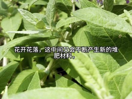 改进腐叶土制作方案 辛勤的园丁不浪费花园的一草一木,取之于土,再回归于土,年复一年的覆盖,打造一个良好的种植环境,是我心之所向。#腐叶土制作 #堆肥#种花我是认真的 #花园覆盖物 #一般人不告诉他