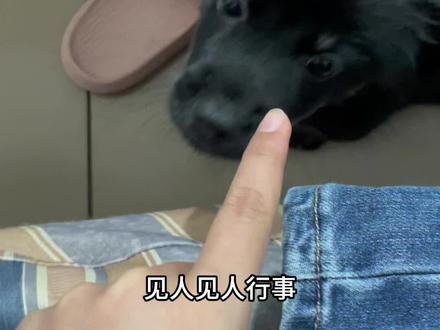 八百个心眼子#萌宠日常记录 #傻狗的日常