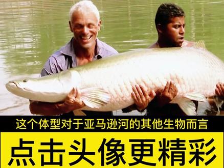 亚马逊河的霸主巨骨舌鱼到底多恐怖?为何没天敌却依旧濒临灭绝? #亚马逊 #巨骨舌鱼 #鱼 #恐怖 #科普