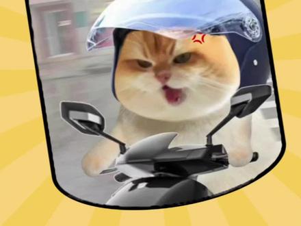 边牧急的都要说话了#边牧 #萌宠 #搞笑 #抽象 #玩梗