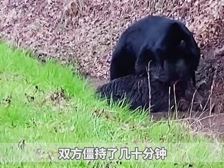 野猪脊背被黑熊死死咬住,却毫无反抗之力,最终它能否逃出生天?#神奇动物在抖音 #动物世界 #纪录片 #奇妙的动物 #动物成精 #黑熊 #野猪 #动物