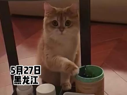 小猫一直用手扒拉饭盆@金柒峻🐱 #戏精猫 #动物的迷惑行为