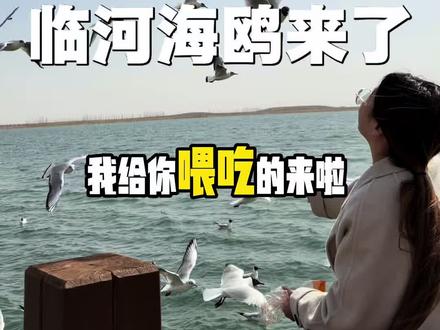 临河居然也可以喂海鸥了,来的时候记得买面包,其他的不吃!#一般人不告诉他 #海鸥 #喂海鸥 #自然奇观