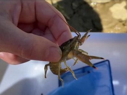 混的最惨的四种入侵生物,千辛万苦来到中国,结果差点被吃到灭绝 #入侵物种 #2022科普时刻 @抖音博士团