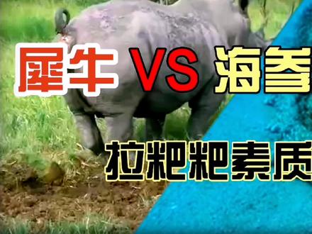 犀牛VS海参,拉粑粑素质大比拼!