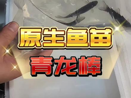 青龙棒,青波鱼,胭脂鱼到货,但是商家有点疏忽了……#原生鱼 #原生缸 #鱼苗 #冷水鱼 #养鱼经验分享