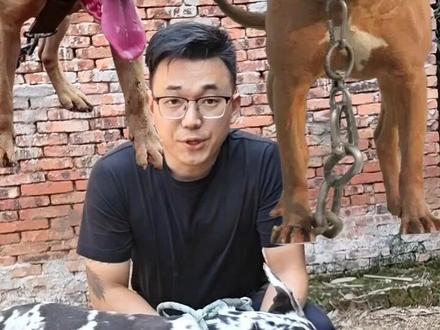 战神比特犬为什么不能当看家犬,真相揭秘