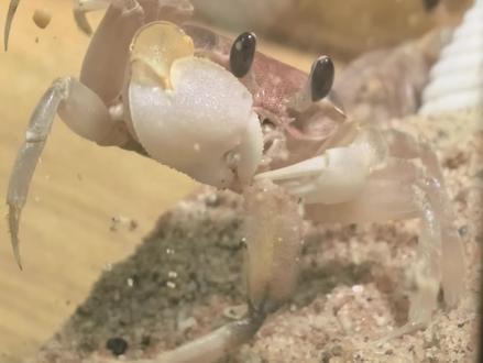 为啥收到货有时会断肢?运输过程断肢有多种因素包含应激或自我感知自行截断,或者它肚子饿了也会截一条腿来当零食吃🥲#创作者中心 #创作灵感 #中华沙蟹 #螃蟹断肢 #沙蟹饲养