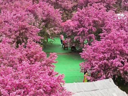 已经开始期待天津的春天啦,这是一份常年拍摄天津花海的详细攻略以及时间安排#已经开始期待春天了 #天津春天赏花攻略 #旅行推荐官 #你好天津 #春天的气息