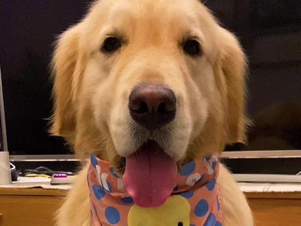 狗子脚底毛一定要定时清理哦,不然容易得趾间炎和关节问题!#为什么狗狗要剃脚底毛 #养狗经验分享