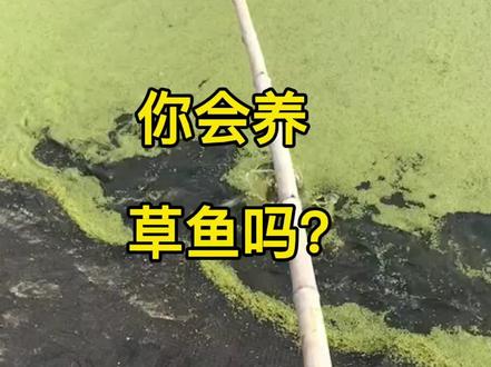你会养草鱼吗?#水产养殖 #鱼 #鱼塘#水产人 #草鱼 #四大家鱼
